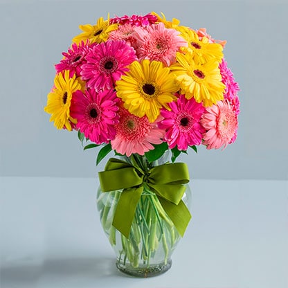 Gerberas